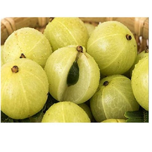 Amla Hybrid Herb Seeds