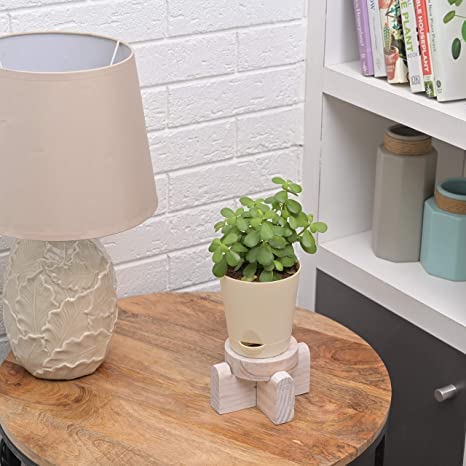 Lucky Leafy Jade Plant