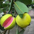 Pink Guava Plant - (<em>Psidium guajava</em>) - Thai Red Grafted