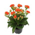 Kalanchoe Orange Flowering Plant