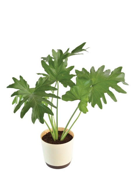 Philodendron, Selloum - Plant