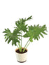 Philodendron, Selloum - Plant