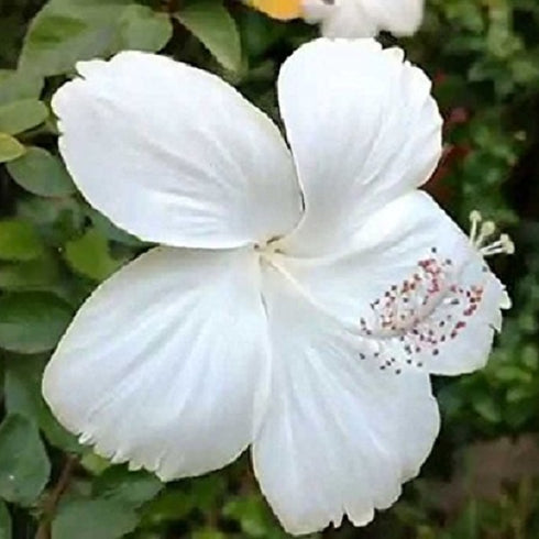 Hibiscus, Gudhal Flower Plant