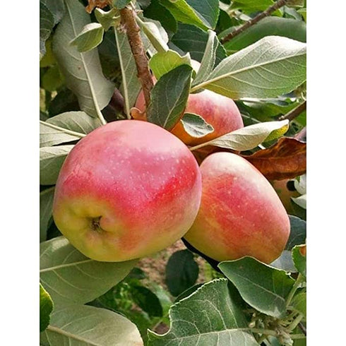 Anna Apple Live Plant Original Variety Healthy Grafted plant