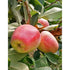 Anna Apple Live Plant Original Variety Healthy Grafted plant