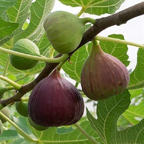Fig Plant (Anjeer Fruit) - Var. Brown Turkey
