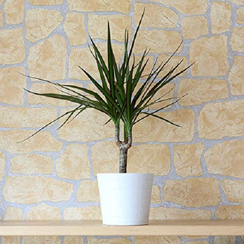 Lioncrown Dragon Tree (Dracaena Marginata) Plant