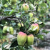 Anna Apple Live Plant Original Variety Healthy Grafted plant