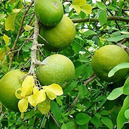 Bilva/Bael Patra (बिल्व पत्र) - Aegle marmelos