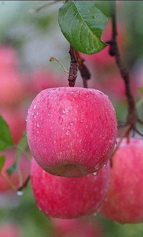 Apple Plant (HRMN 99) Grafted Live Apple Plant