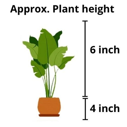 Live Mirchi/Chilli Plant Plant with Pot - Healthy Plant - Pack of 12