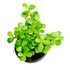 Crassula Ovata Plant /Elephant bush, Jade plant (Green) - Succulent Plant