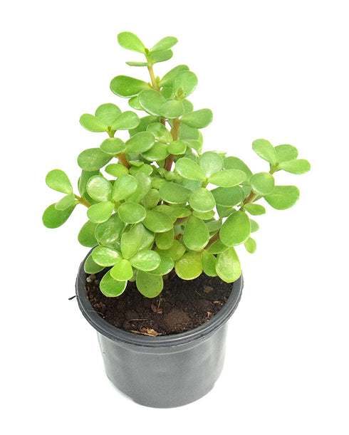 Crassula Ovata Plant /Elephant bush, Jade plant (Green) - Succulent Plant