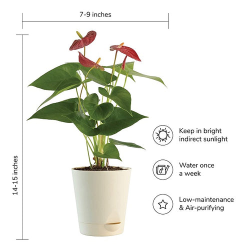 Anthurium Red Live Plant with Pot