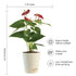 Anthurium Red Live Plant with Pot