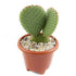 Opuntia Bunny Ears Cactus Live Plant