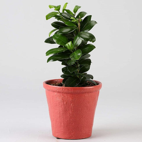 Weeping Fig - Air purifying plant - (<em>Ficus compacta</em>)