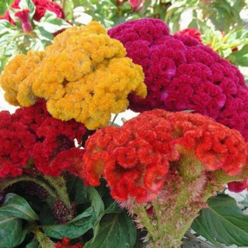 Cockscomb (Celosia argentea var. cristata) Mixed Color - Desi Flower Seeds