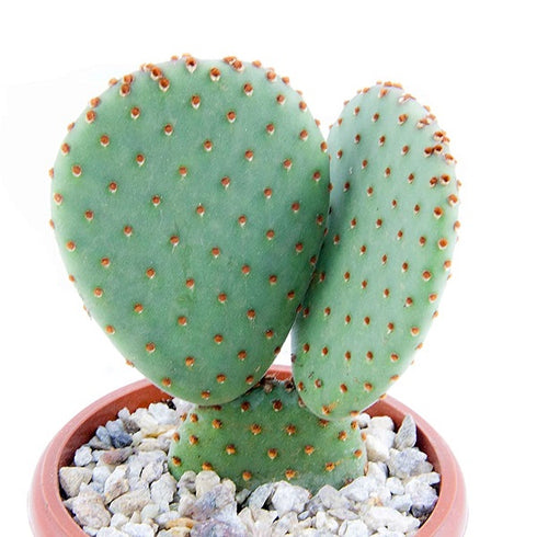 Opuntia Bunny Ears Cactus Live Plant