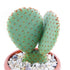 Opuntia Bunny Ears Cactus Live Plant