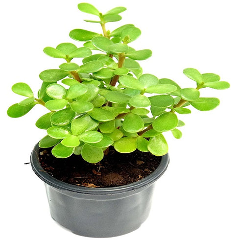 Crassula Ovata Plant /Elephant bush, Jade plant (Green) - Succulent Plant
