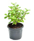 Crassula Ovata Plant /Elephant bush, Jade plant (Green) - Succulent Plant