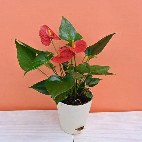 Anthurium Red Live Plant with Pot