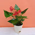 Anthurium Red Live Plant with Pot