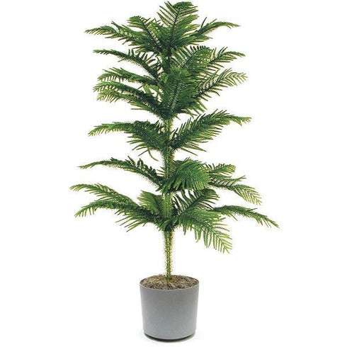 Christmas Tree - (Araucaria columnaris)