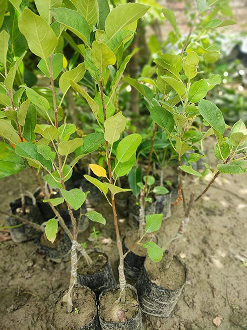 Apple Plant (HRMN 99) Grafted Live Apple Plant