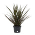 Lioncrown Dragon Tree (Dracaena Marginata) Plant