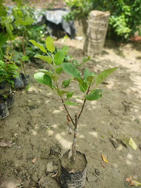 Apple Plant (HRMN 99) Grafted Live Apple Plant