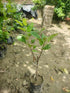 Apple Plant (HRMN 99) Grafted Live Apple Plant