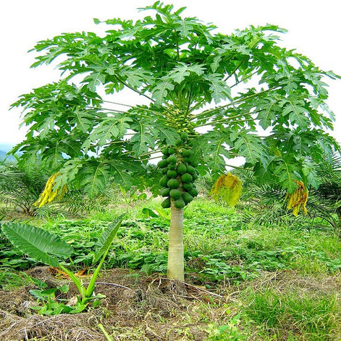 Papaya/Papita (Hybrid) Plants