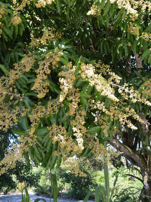 Mango (Mangifera indica) - Plant