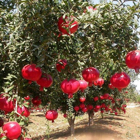 Pomegranate - (Punica granatum)