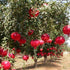 Pomegranate - (Punica granatum)