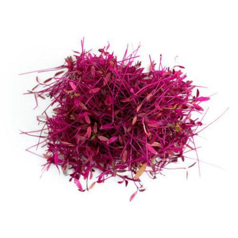 Amaranthus Red Garnet - OP Microgreen Seeds