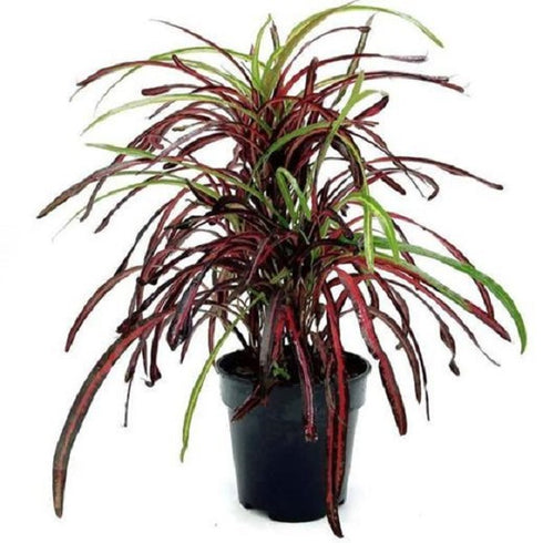 Croton Plant, Codiaeum variegatum (Zanzibar) - Plant