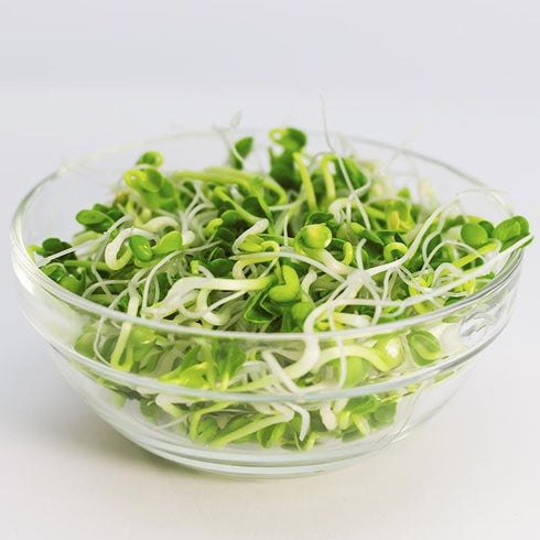 Alfalfa - OP Microgreen Seeds