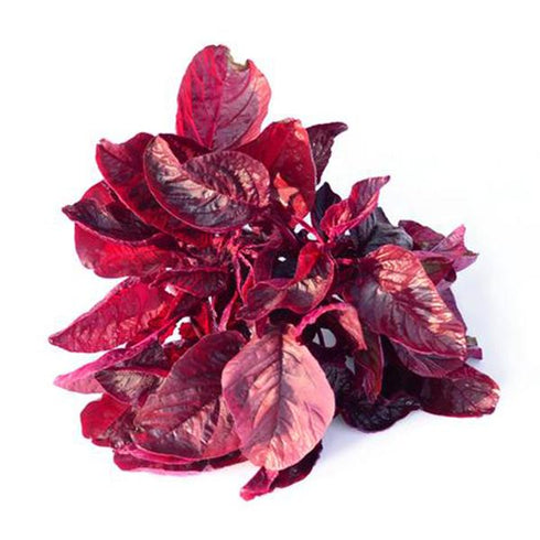 Amaranthus Red - OP Vegetable Seeds