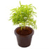 Aralia Golden - Plant