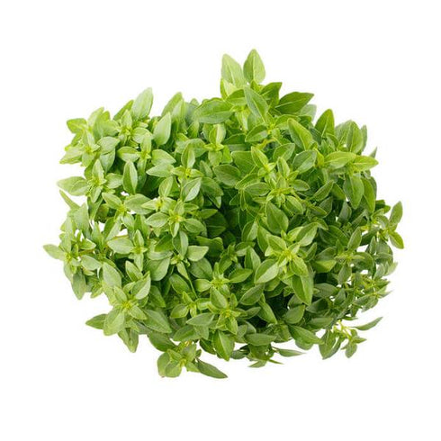 Basil Greek Ball - Exotic OP Herb Seeds