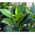 Tej Patta / Bay Leaf / True Cinnamon Plant - (<em>Laurus nobilis</em>)