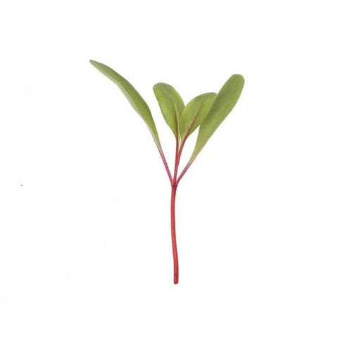 Beet Root (Bull's Blood) - OP Microgreen Seeds