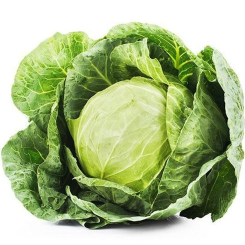 Cabbage - OP Vegetable Seeds