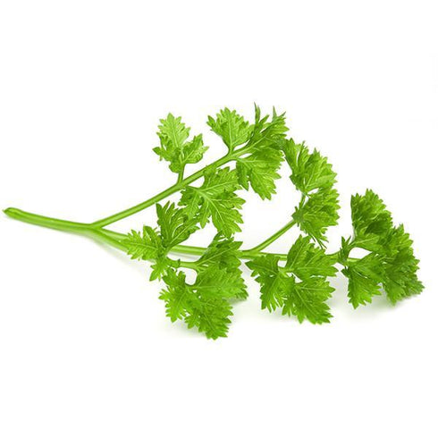 Celery - Exotic OP Herb Seeds