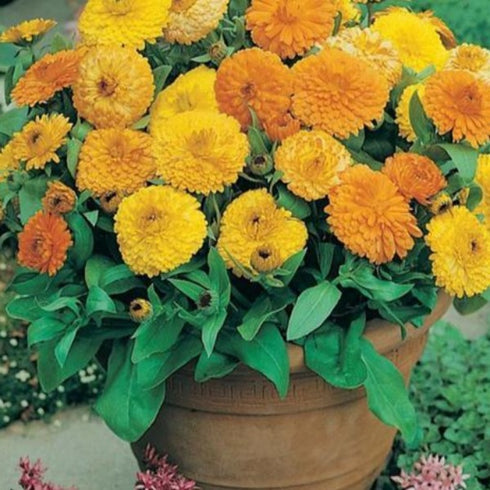 Calendula Officinalis - OP Flower Seeds