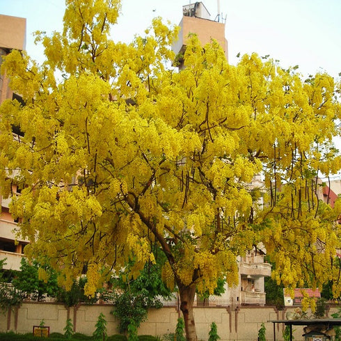 Golden Shower / Indian Laburnum (अमलतास) Plant - Cassia