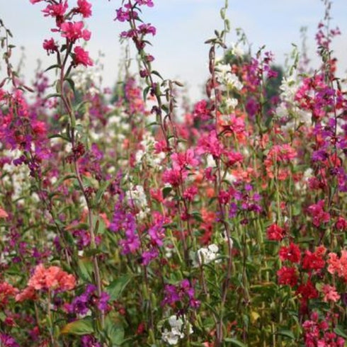 Clarkia Elegans (Double) Mixed - OP Flower Seeds